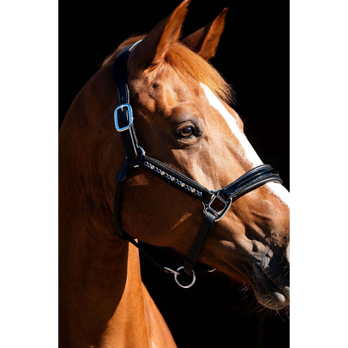 HB Showtime Halfter Rivet Swarovski Leder Schwarz Navy
