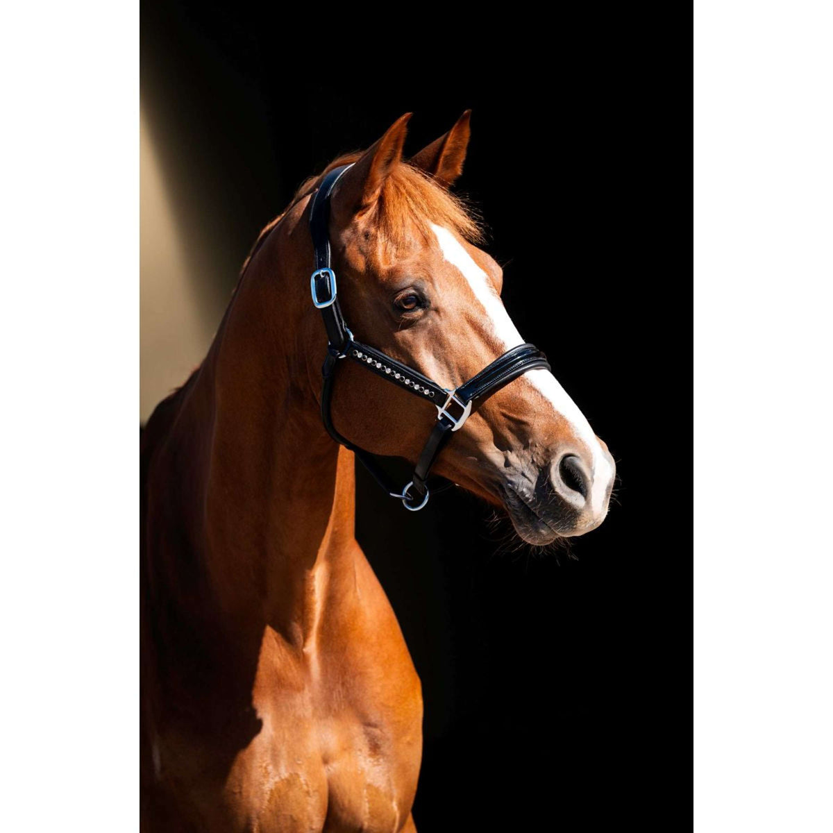 HB Showtime Halfter Rivet Swarovski Leder Schwarz