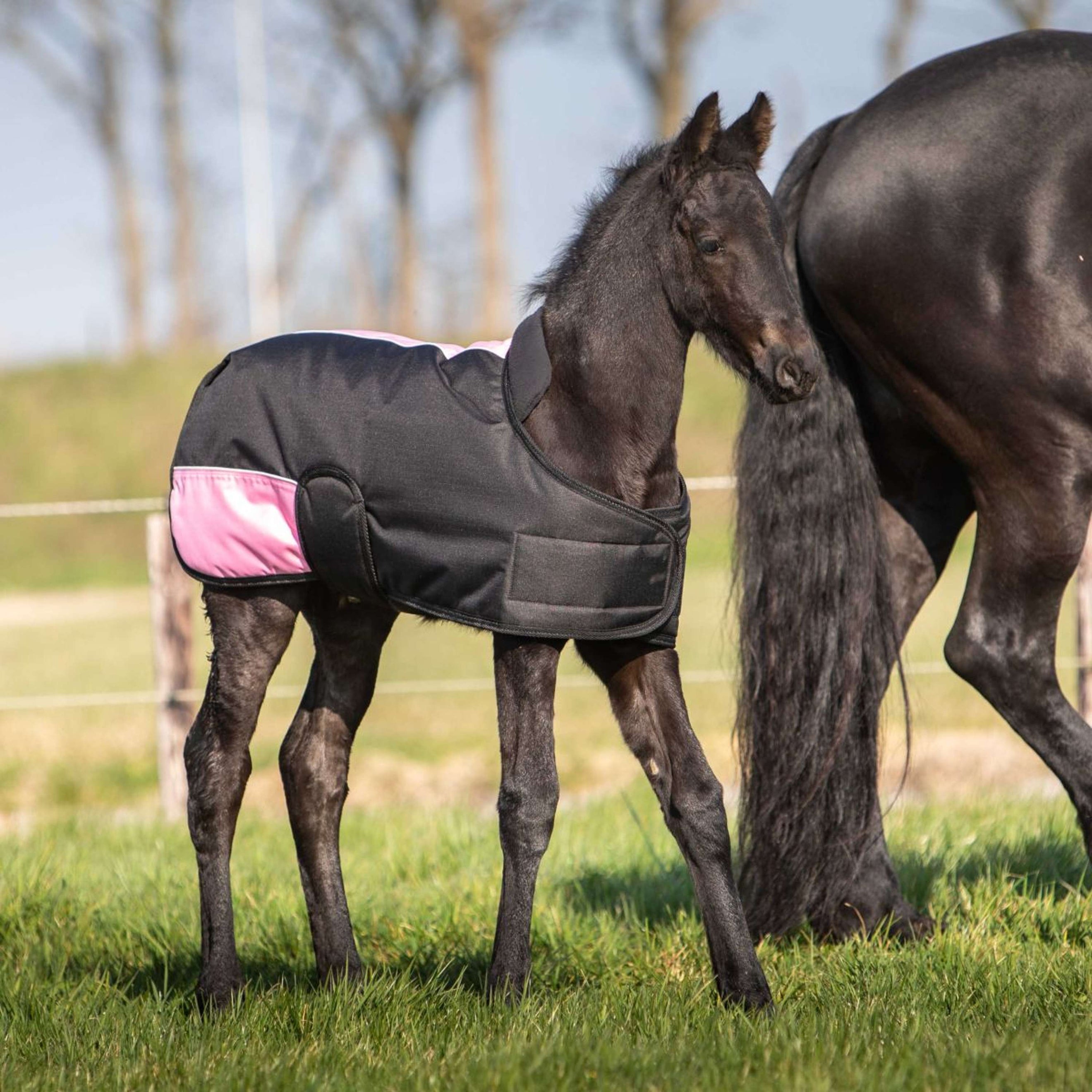 Harry's Horse Fohlendecke TwoTone Schwarz Harry's Horse Fohlendecke TwoTone Schwarz