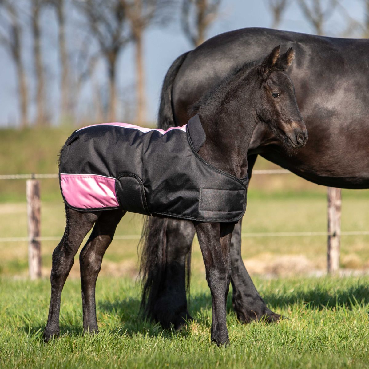 Harry's Horse Fohlendecke TwoTone Schwarz