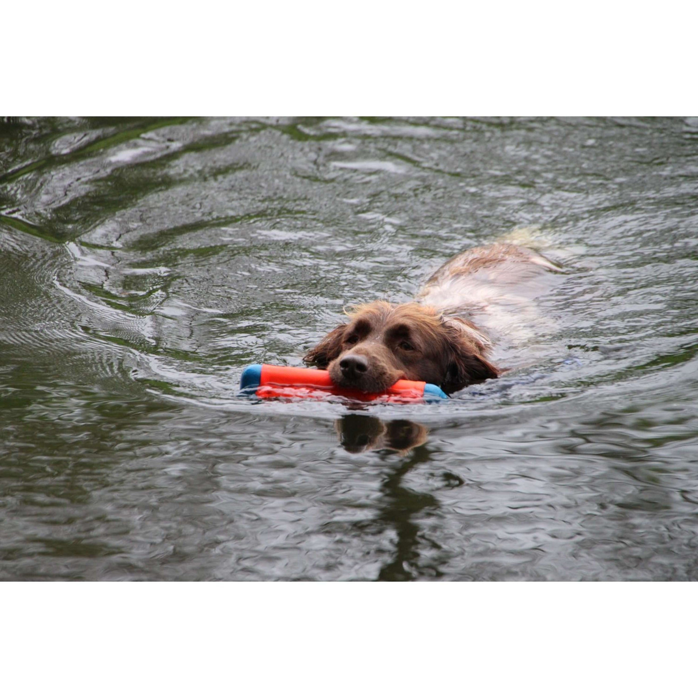 Chuckit Amphibious Bumper Chuckit Amphibious Bumper