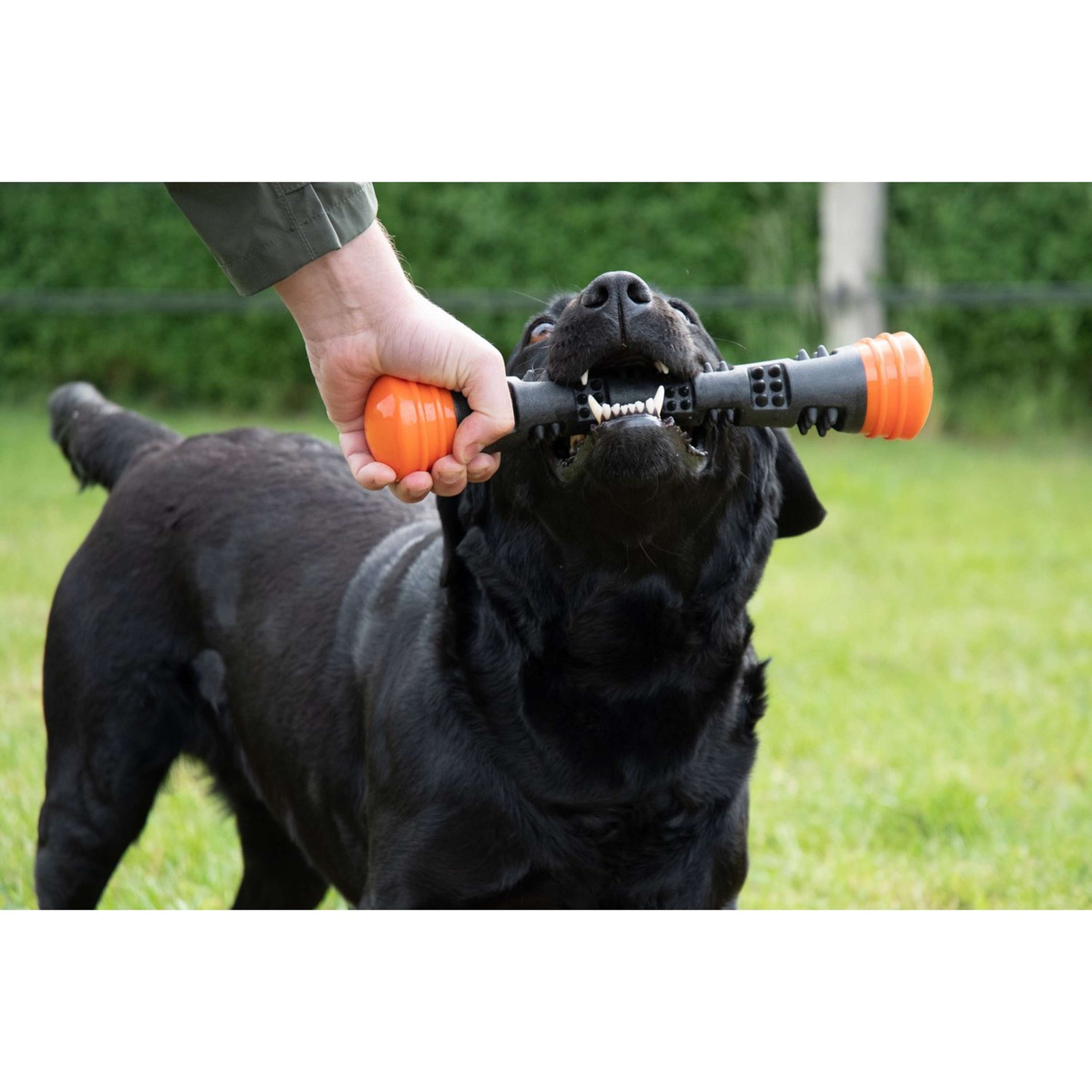 Dog Comets Wurfstock Meteor Orange Dog Comets Wurfstock Meteor Orange