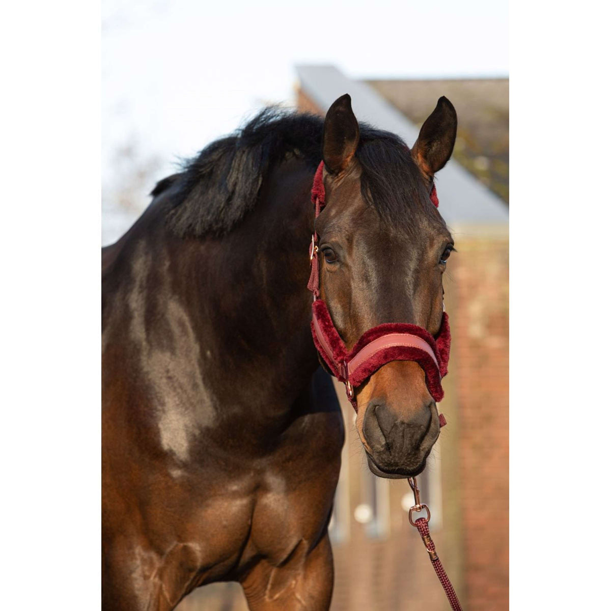 Harry's Horse Halfterset Denici Cavalli Scabiosa Bordeaux