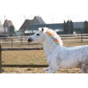 Lucky Horse Kreide Regenbogen