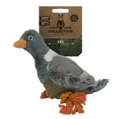 Wild Life Dog Pigeon