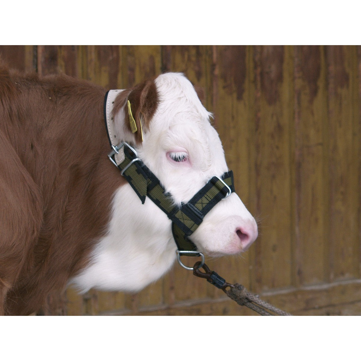 Kerbl Halfter Kalb Standart Grün/Schwarz