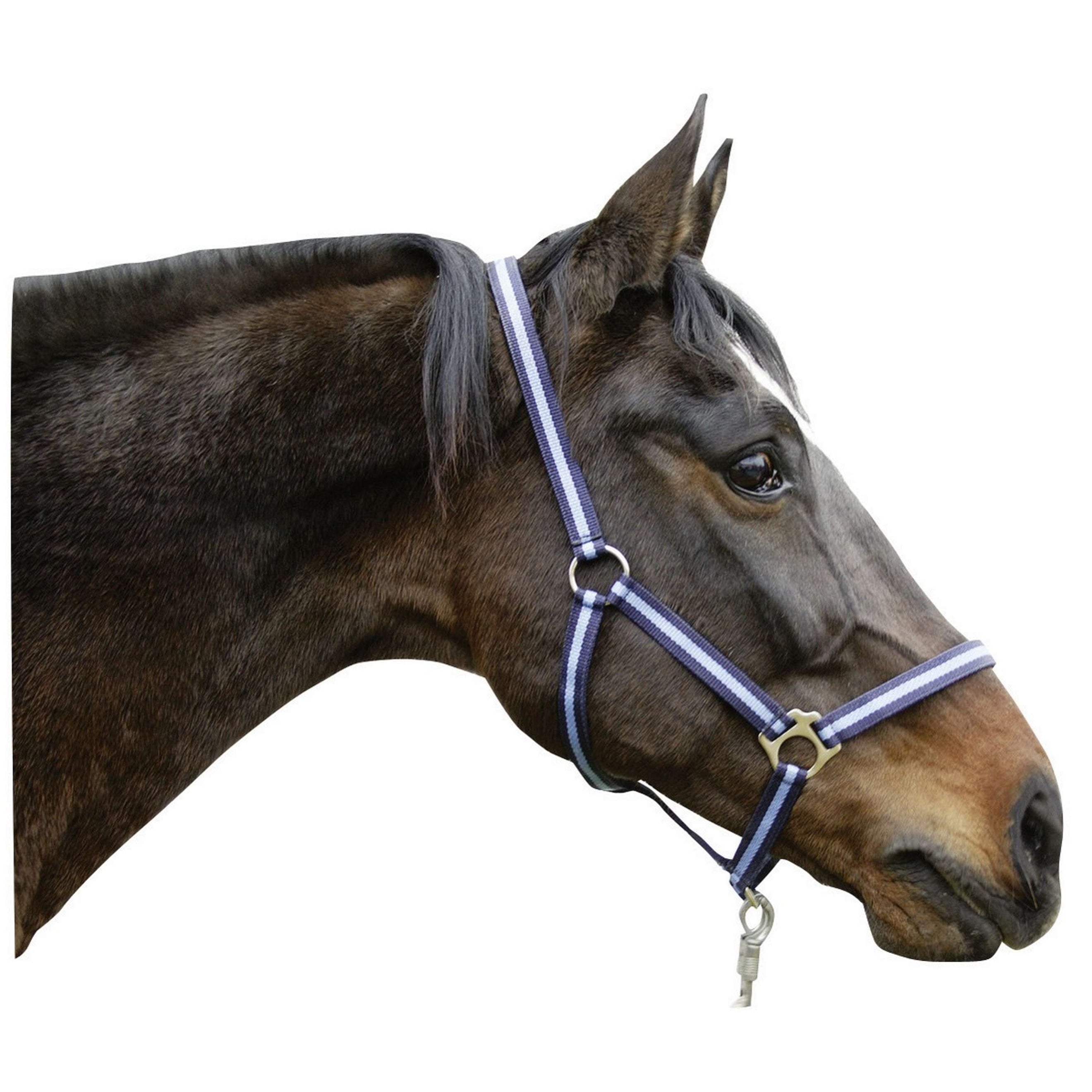 Covalliero Halfter Hippo Marine/Hellblau Covalliero Halfter Hippo Marine/Hellblau