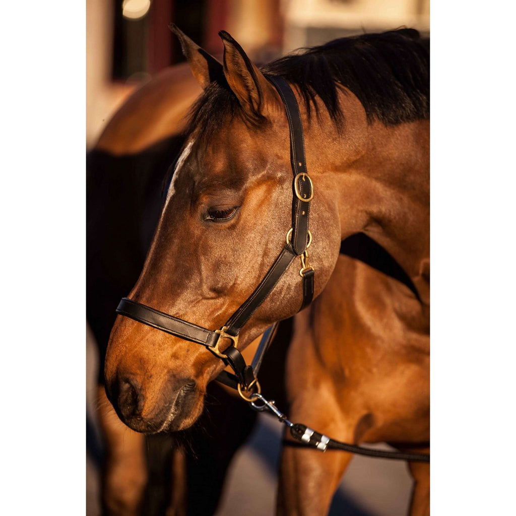 Covalliero Halfter Robustes Leder Braun