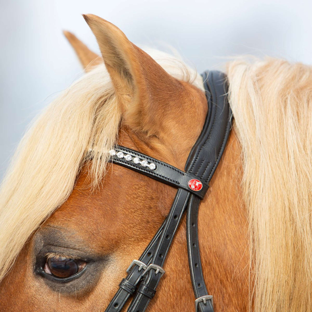 Kieffer Trense Ultrasoft Haflinger Schwarz/Weißen Steinen