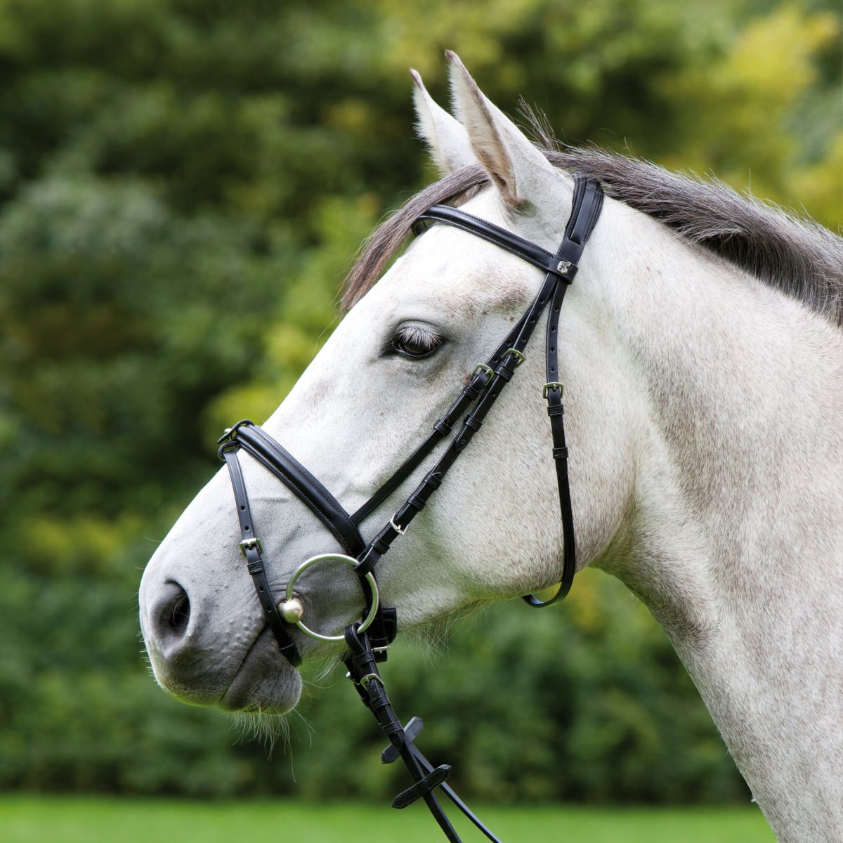 Kieffer Trense Anja Beran Narrow Flash Schwarz