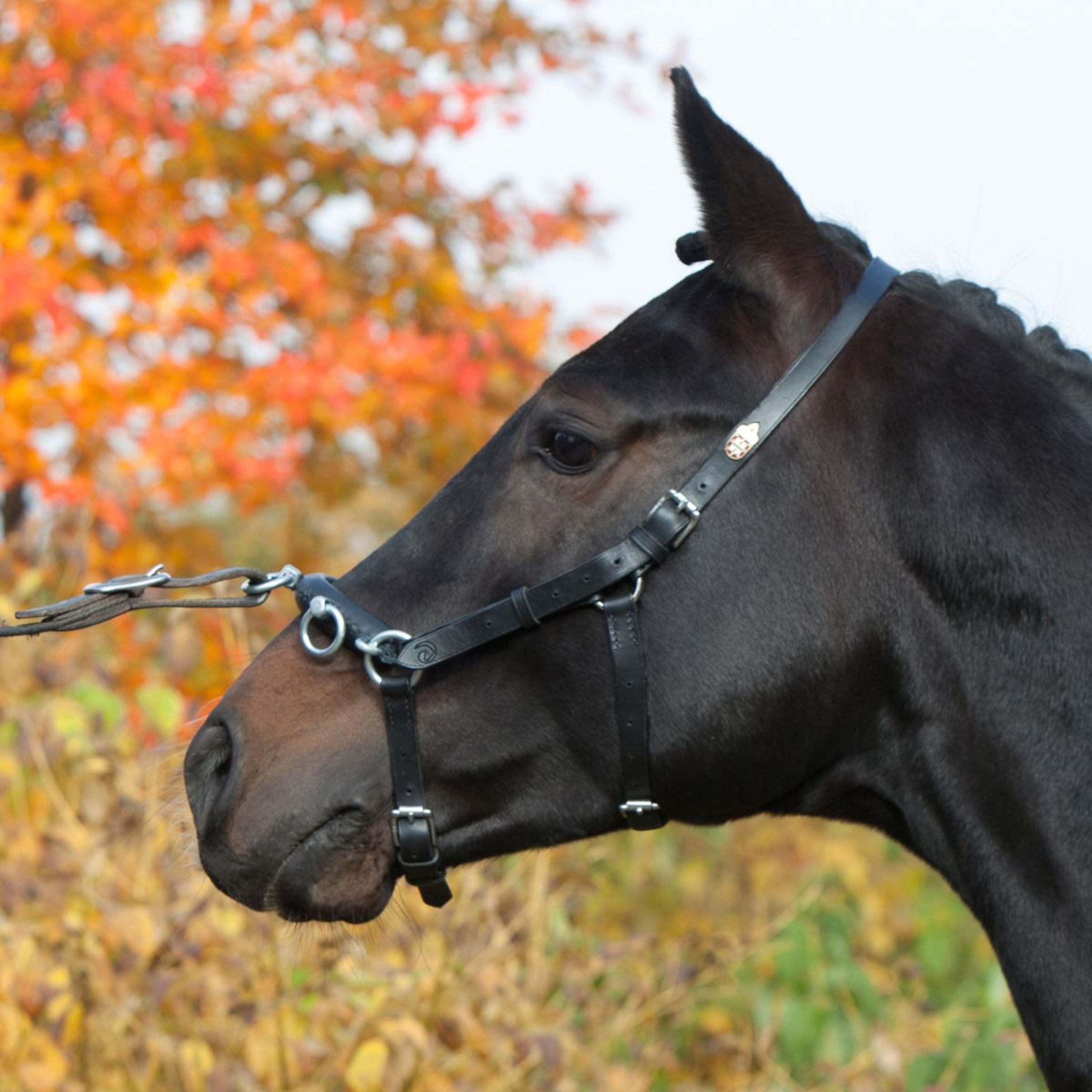 Kieffer Kapzaum Perfect Schwarz Kieffer Kapzaum Perfect Schwarz