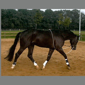 Kavalkade HO Lunging rein