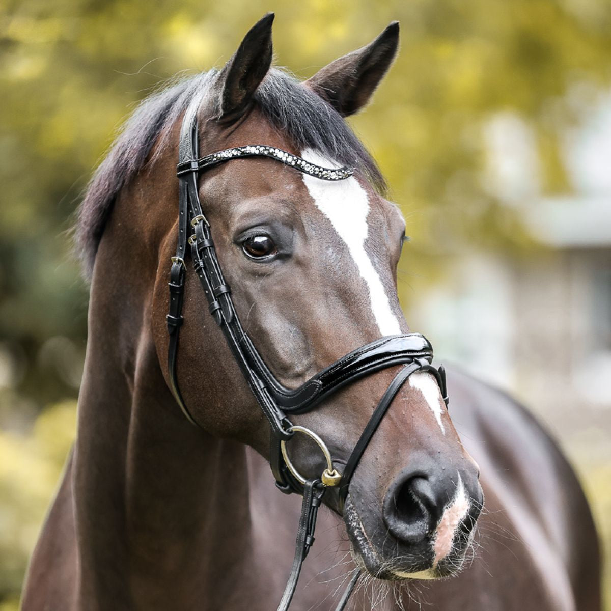 Kavalkade Trense Ivana Englisch Schwarz