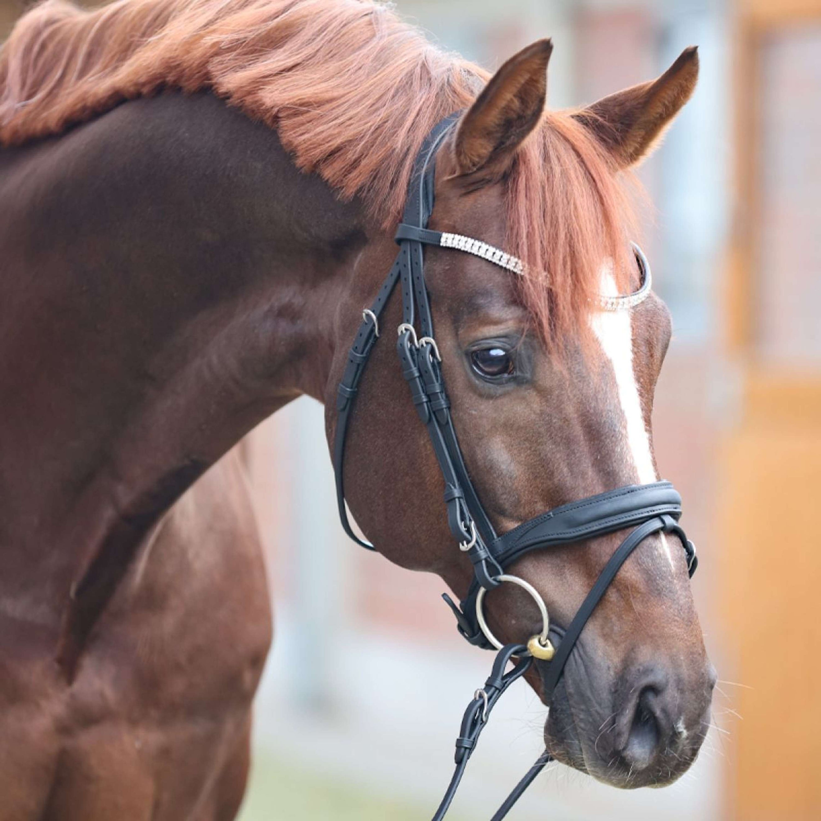 Kavalkade Trense Everness Schwarz Kavalkade Trense Everness Schwarz