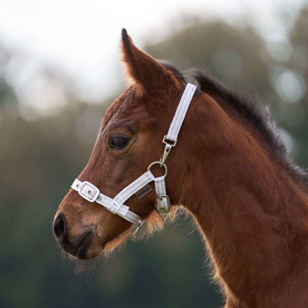 Kavalkade Halfter Foal/Yearling Weiß Silber