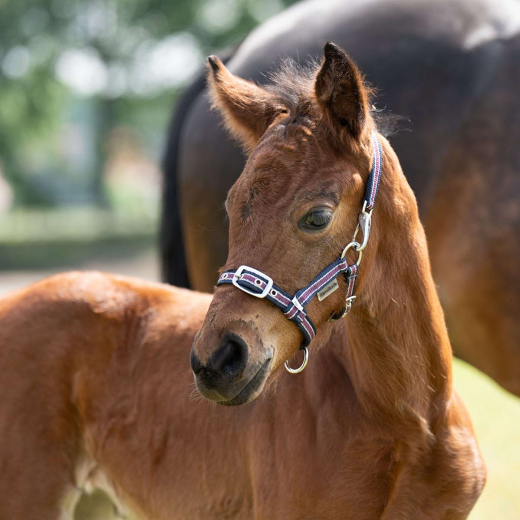 Kavalkade Halfter Foal/Yearling Marineblau/Bordeaux/Silber
