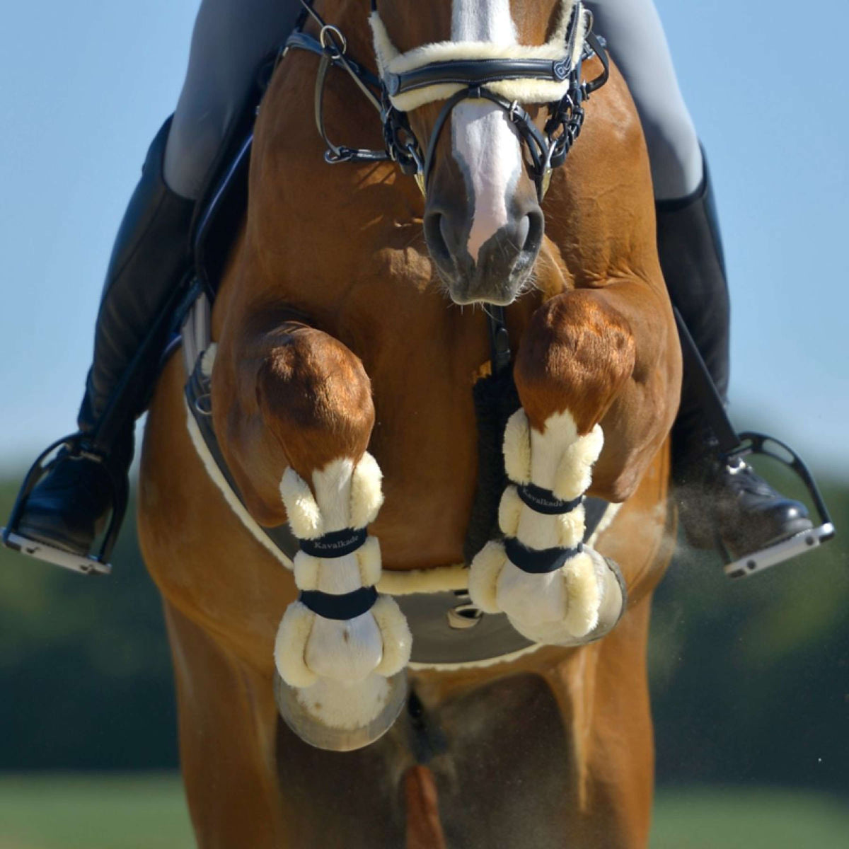 Kavalkade Sehnenschutz Compete mit Wolle Schwarz