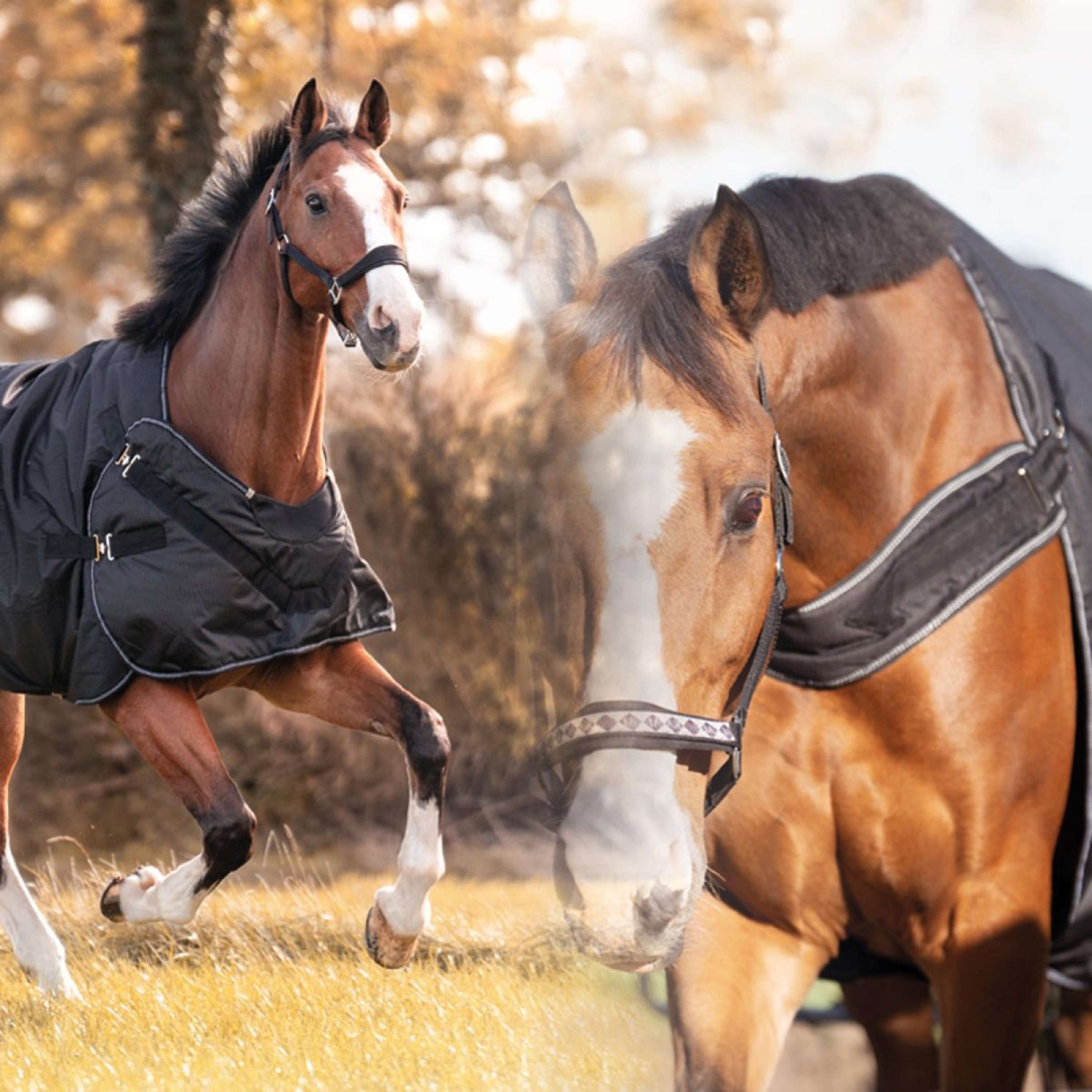 Kavalkade Turnout / Führanlagendecke Halifax 2in1 50g Schwarz