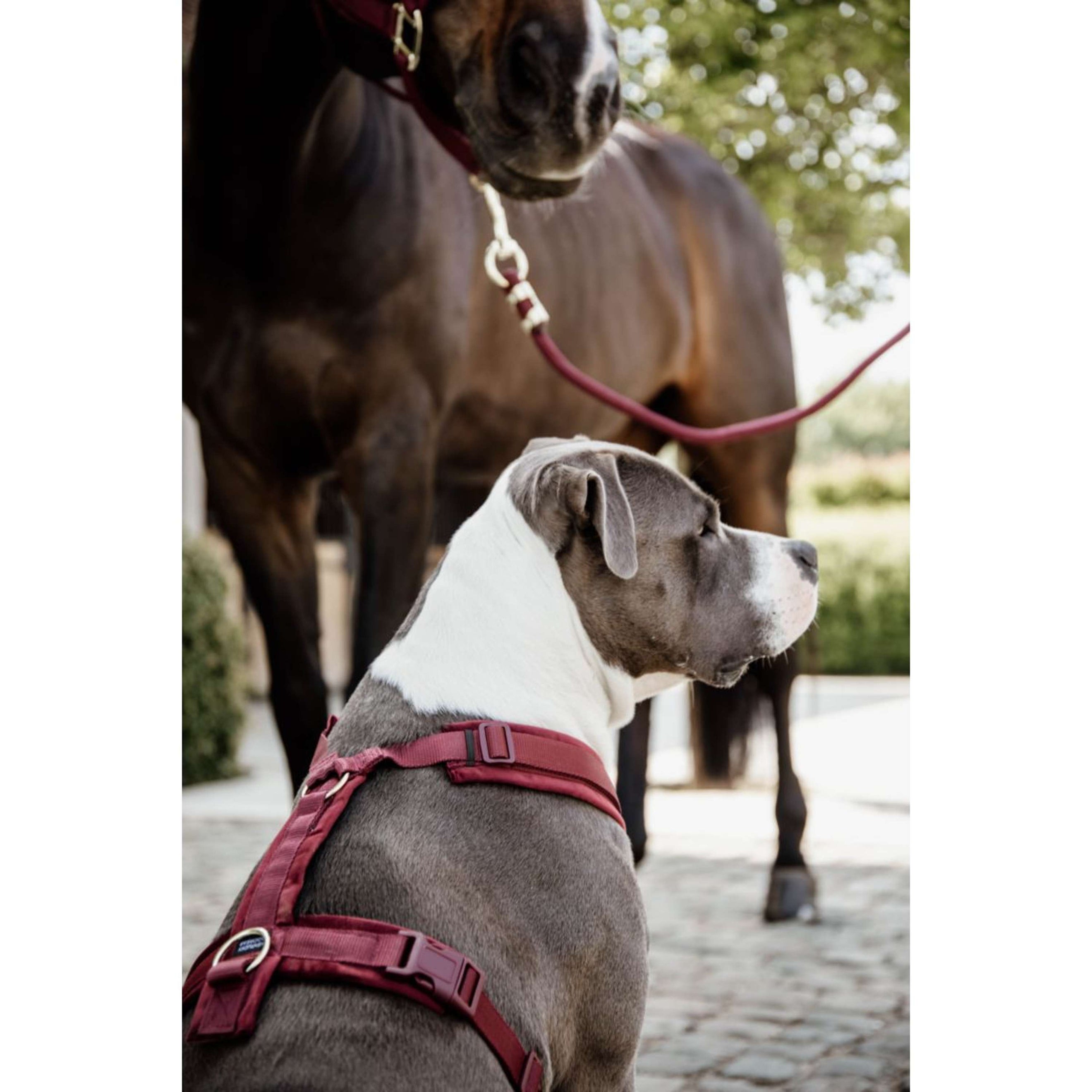 Kentucky Geschirr Active Velvet Bordeaux Kentucky Geschirr Active Velvet Bordeaux