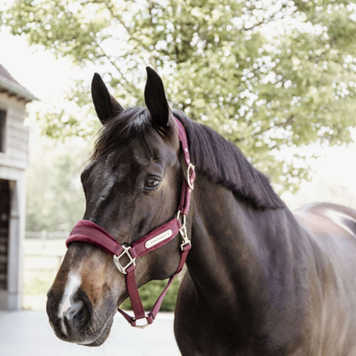 Kentucky Halfter Velvet Bordeaux