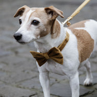 Kentucky Bow Tie Velvet Senffarben