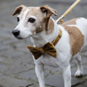 Kentucky Bow Tie Velvet Senffarben