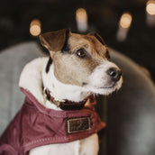 Kentucky Kragen Corduroy Bordeaux