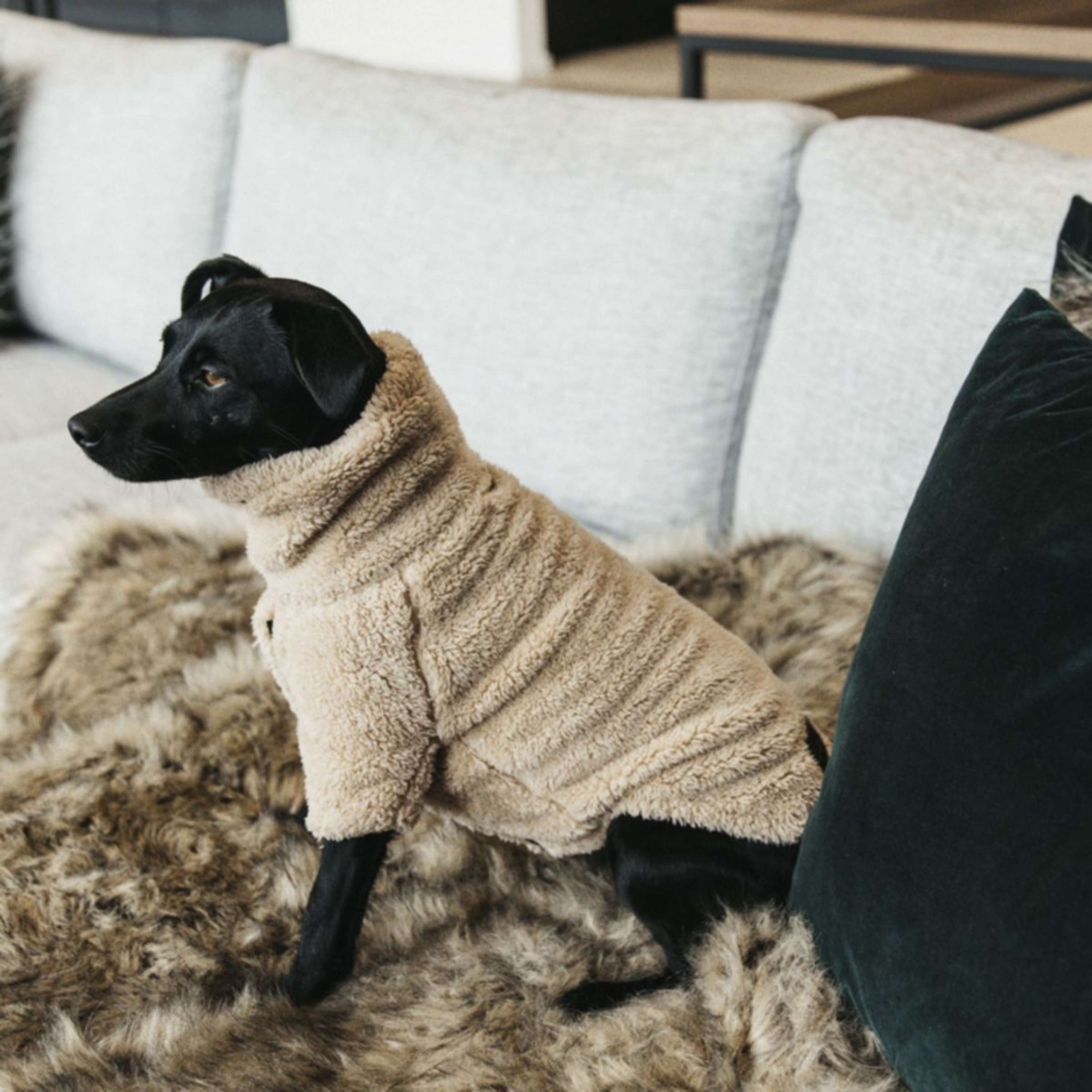 Kentucky Hunde Sweater Teddy Fleece Beige Kentucky Hunde Sweater Teddy Fleece Beige