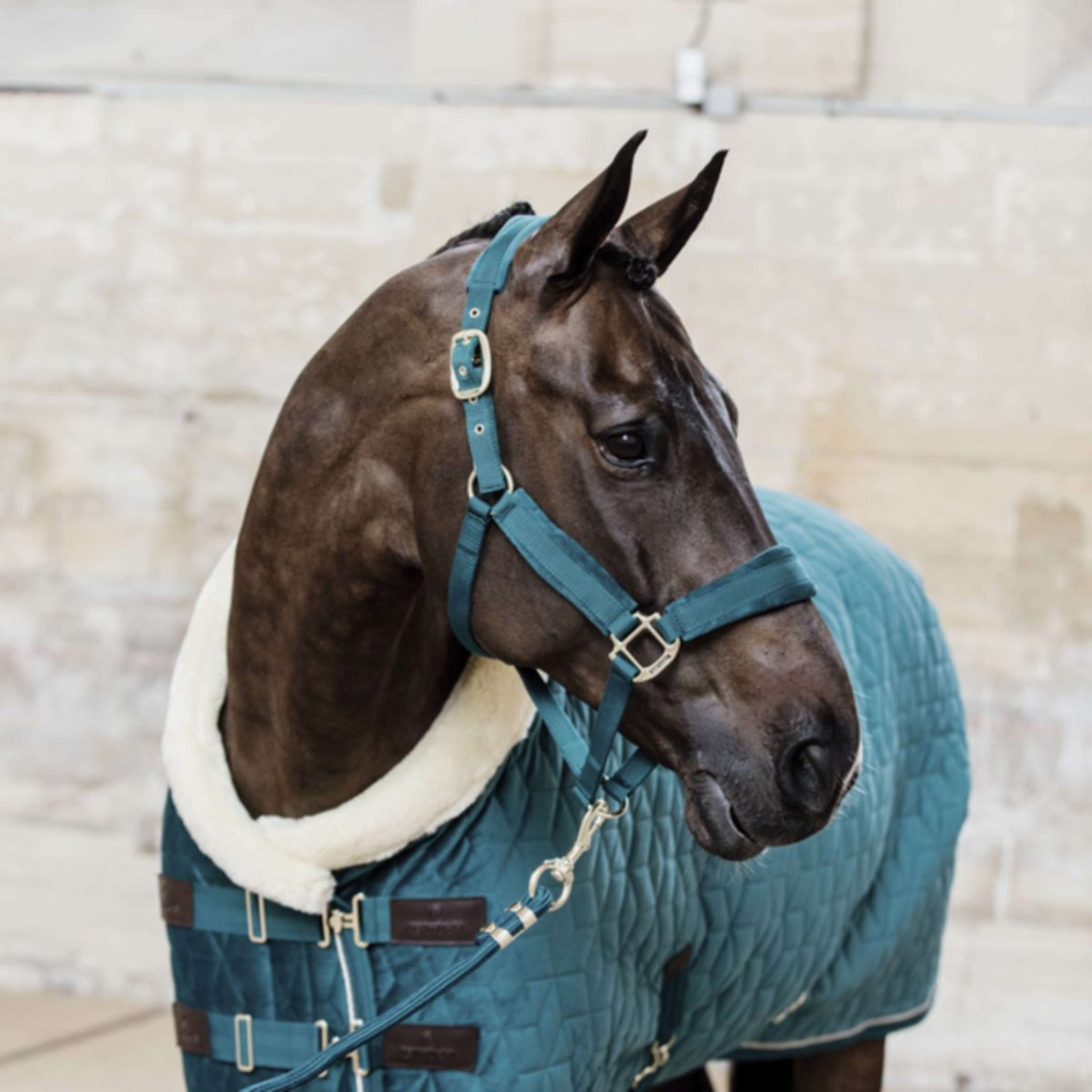 Kentucky Halfter Velvet Smaragdgrün Kentucky Halfter Velvet Smaragdgrün