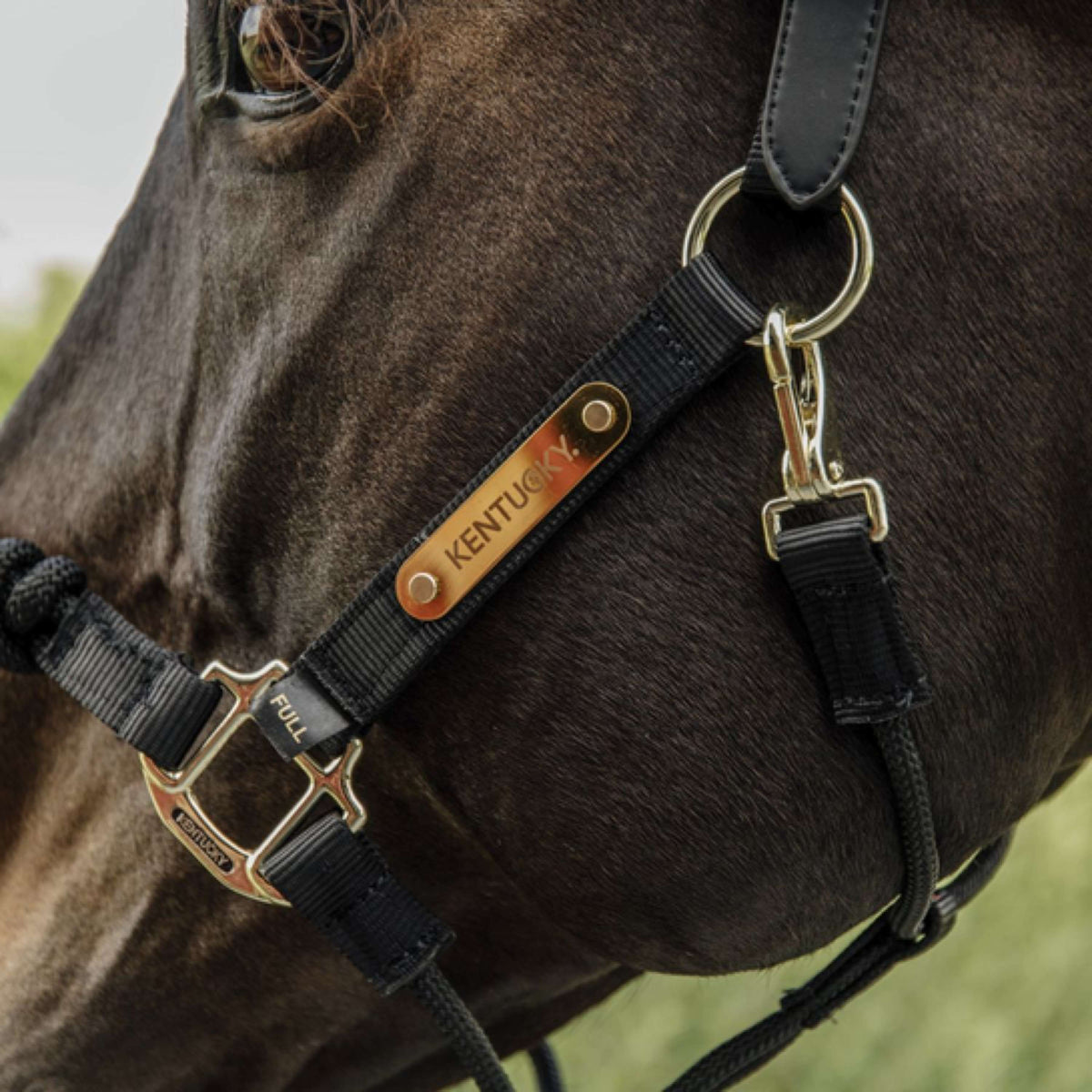 Kentucky Control Halter Nylon Schwarz