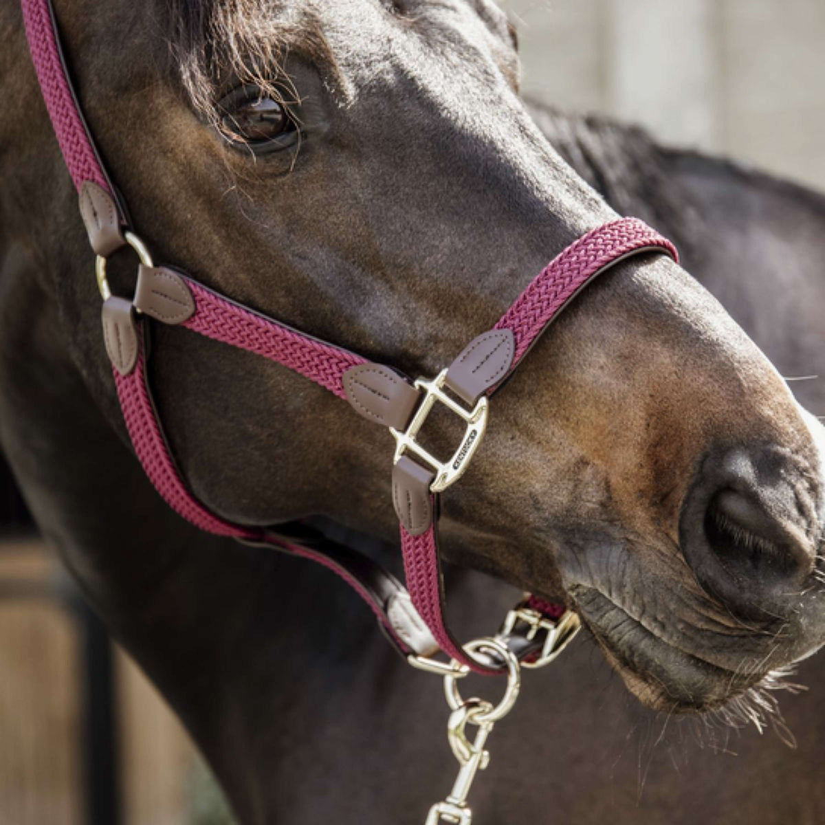 Kentucky Halfter Plaited Nylon Bordeaux