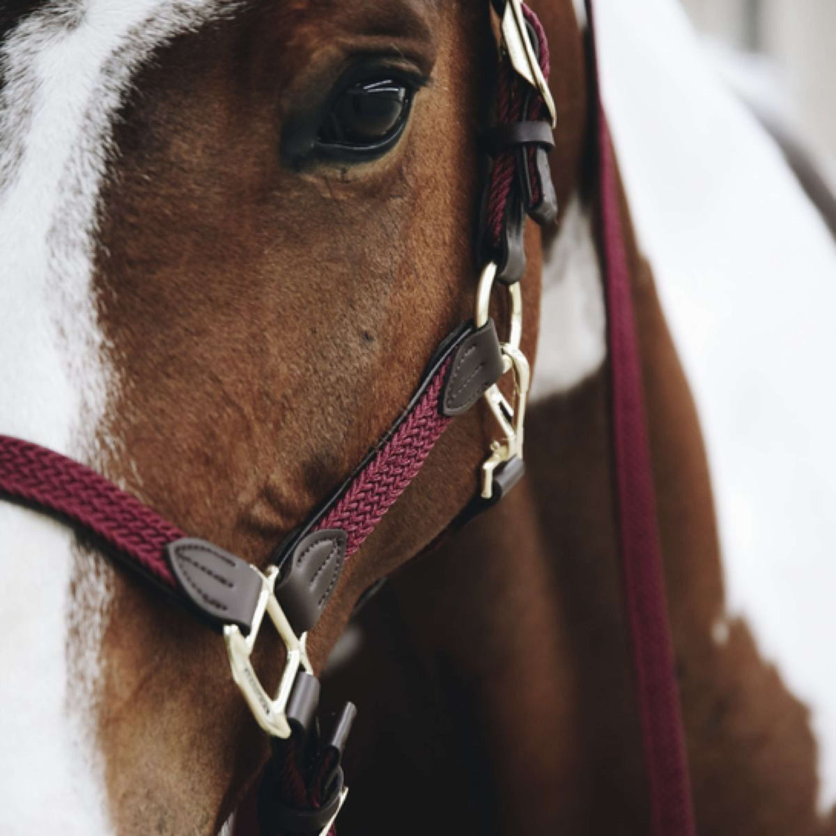 Kentucky Halfter Plaited Nylon Bordeaux