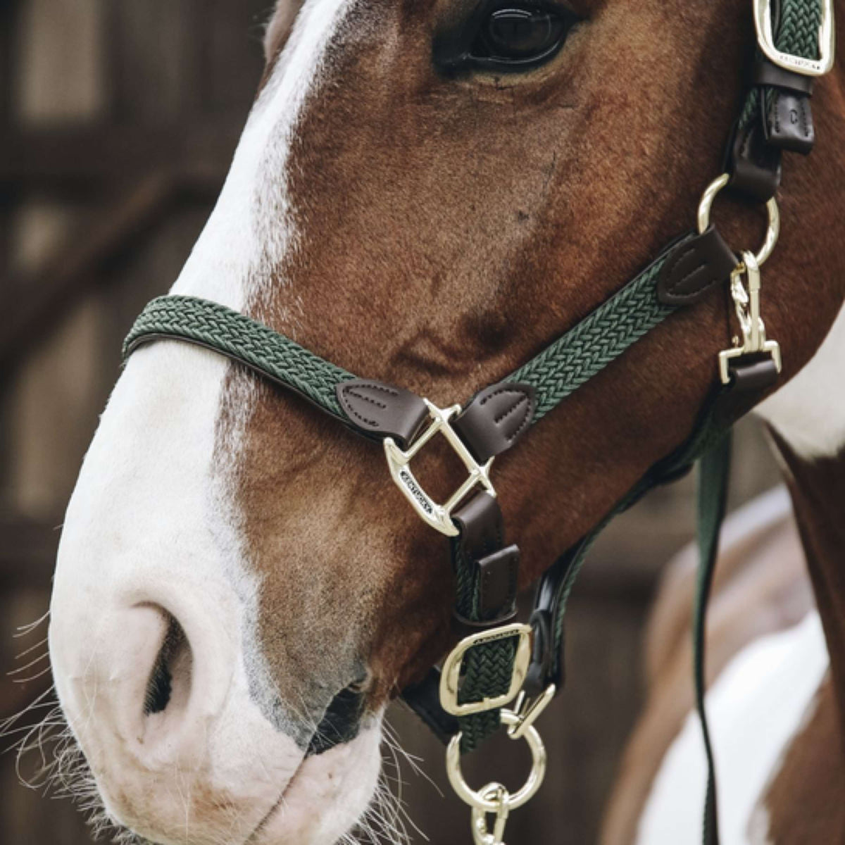 Kentucky Halfter Plaited Nylon Olivgrün