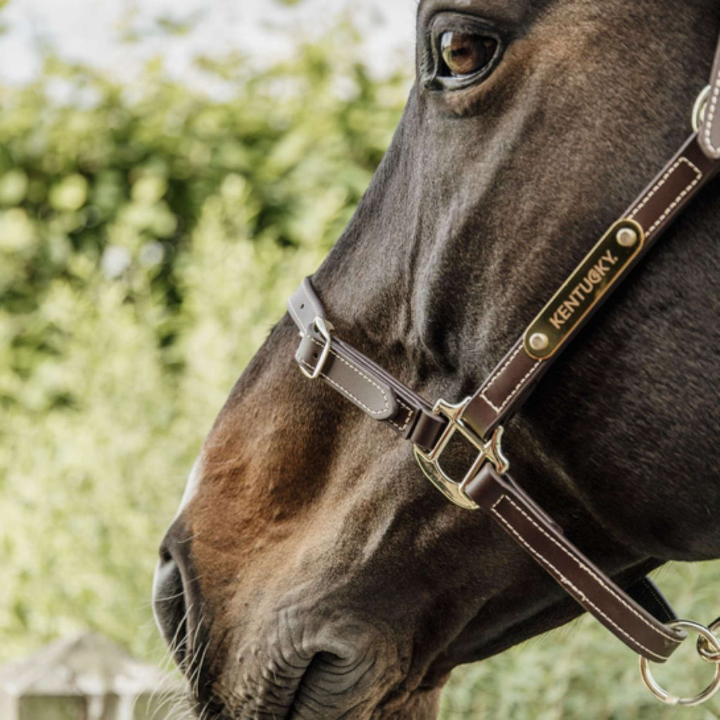 Kentucky Lederhalfter Flexibles Leder Braun