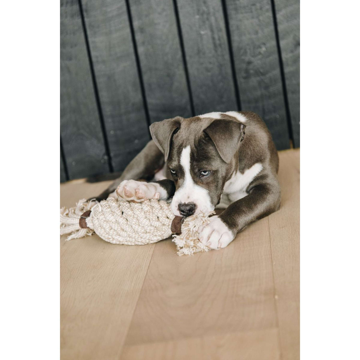 Kentucky Hundespielzeug Cotton Rope Pineapple