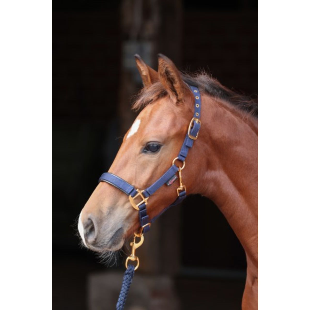 Covalliero Fohlenhalter TopLine Navy