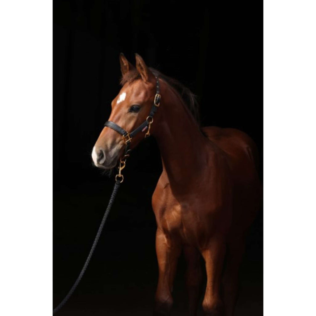 Covalliero Fohlenhalfter TopLine Schwarz