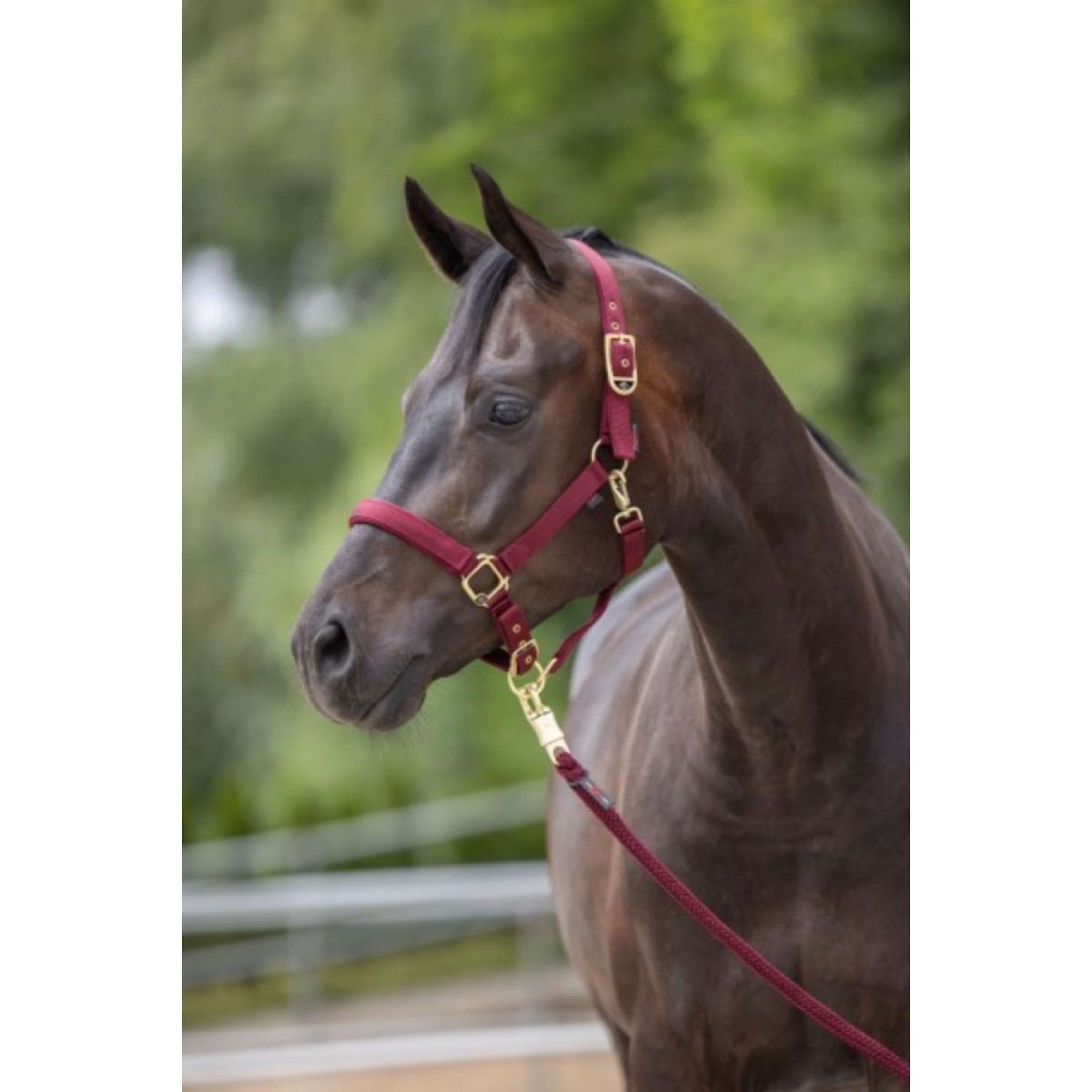 Covalliero Halfter Classy Merlot Covalliero Halfter Classy Merlot