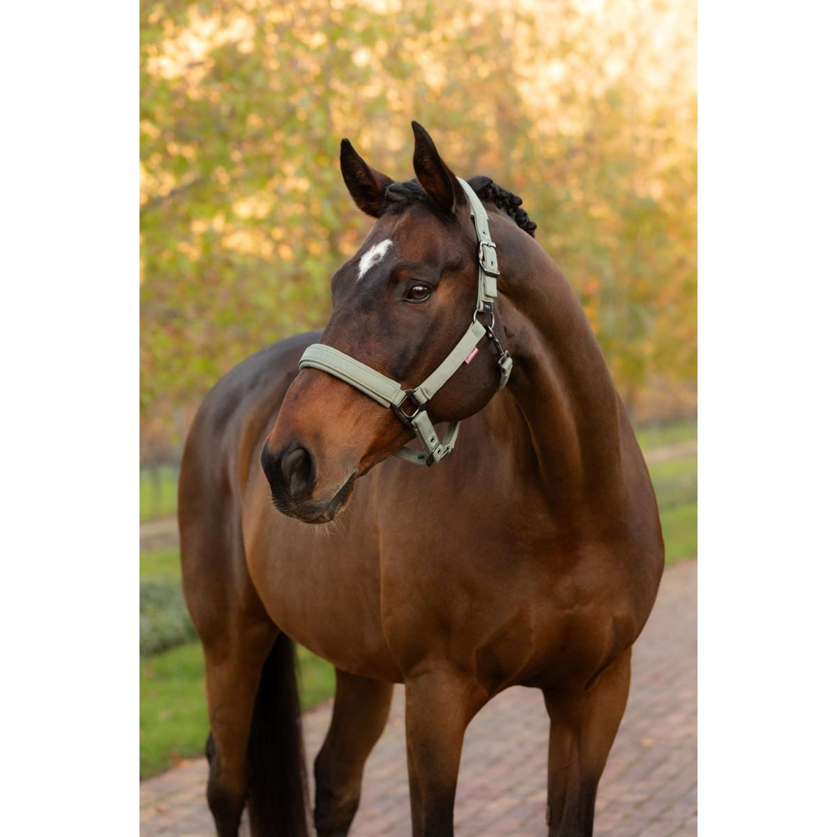 LeMieux Halfter Essence Rosemary