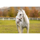 LeMieux Halfter Ropella Cranberry