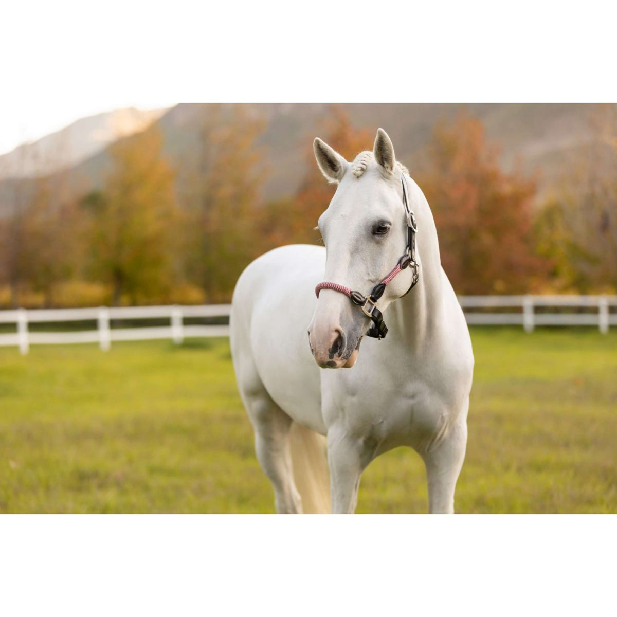 LeMieux Halfter Ropella Cranberry