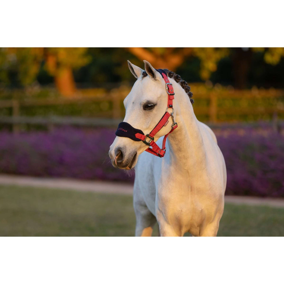 LeMieux Halfterset Mini Vogue Cranberry