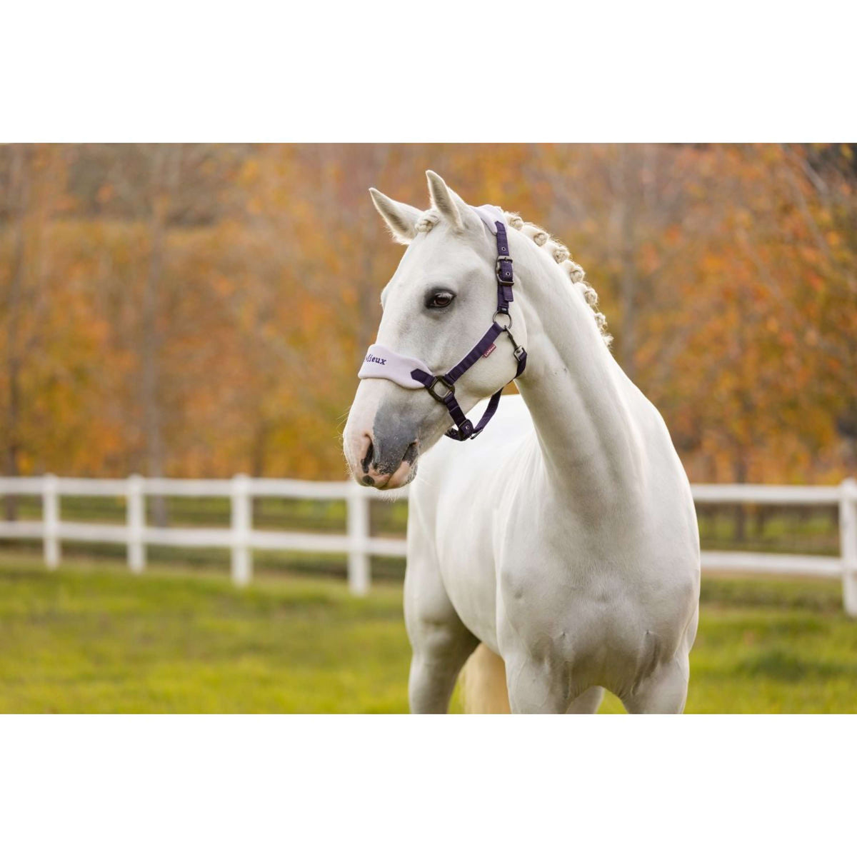 LeMieux Halfterset Vogue Juniper