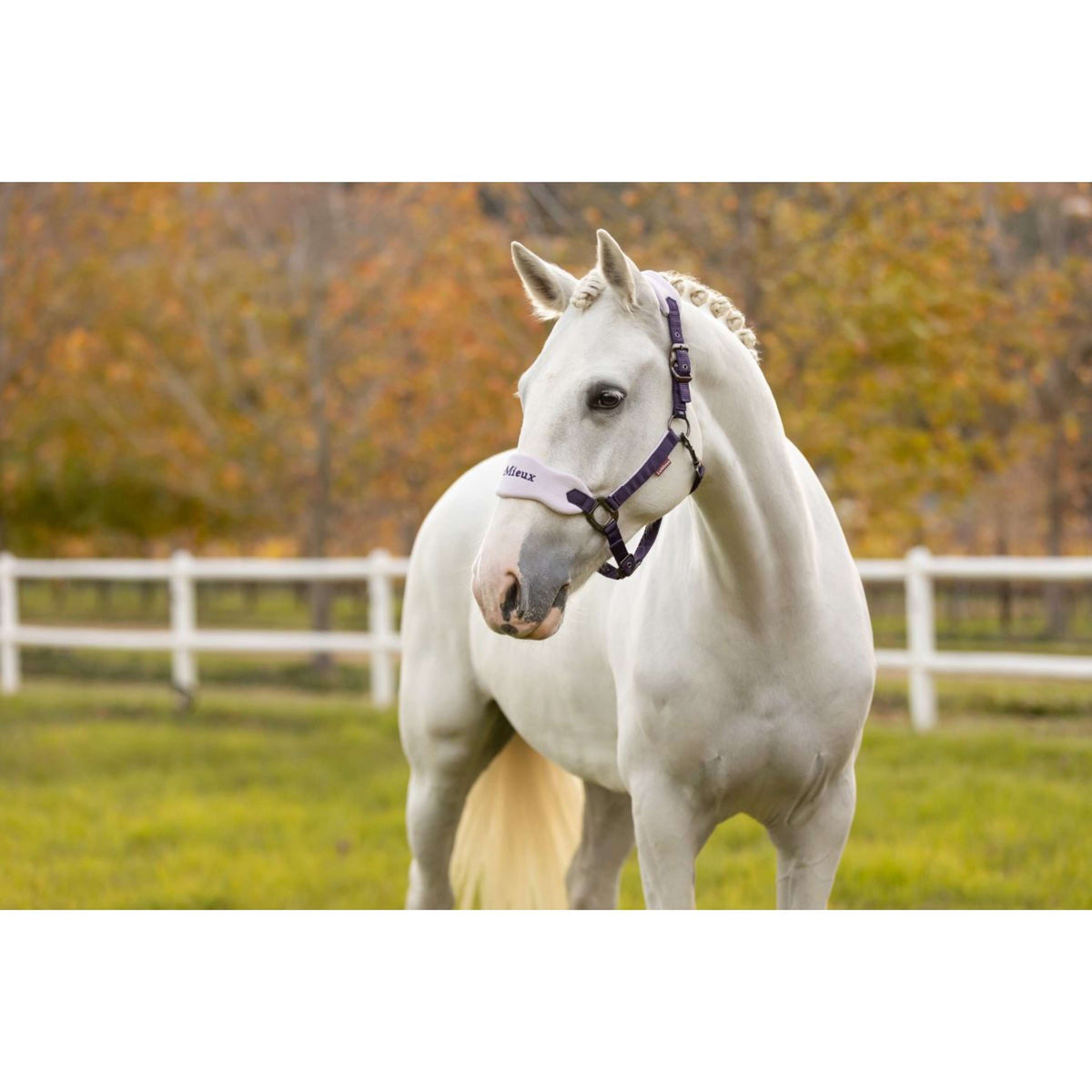 LeMieux Halfterset Vogue Juniper