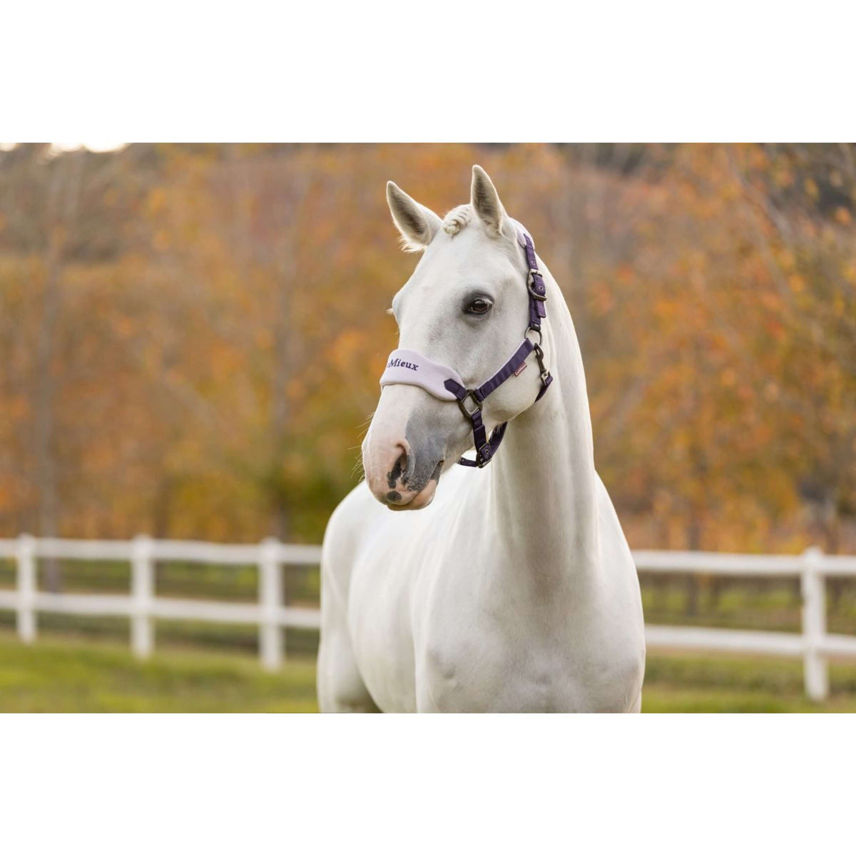 LeMieux Halfterset Vogue Juniper