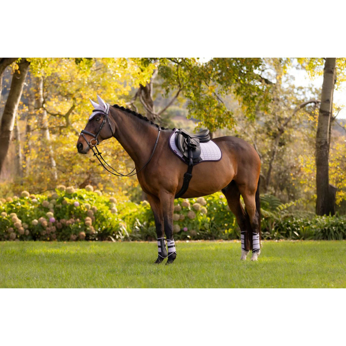 LeMieux Schabracke Suede Springen Lila