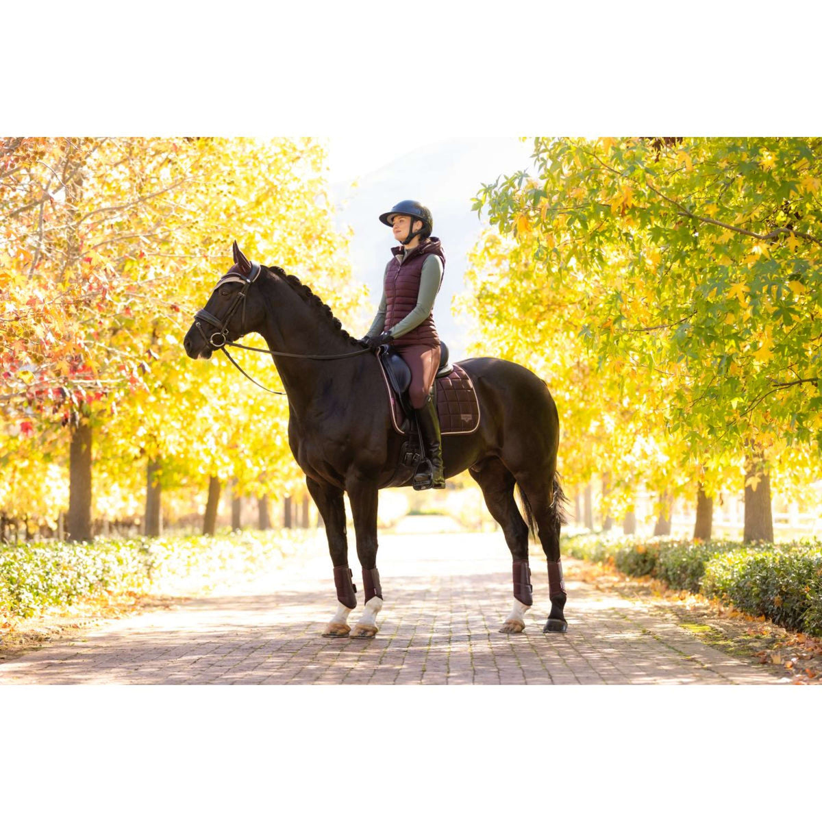 LeMieux Schabracke Loire Classic Dressur Damaszenerpflaume