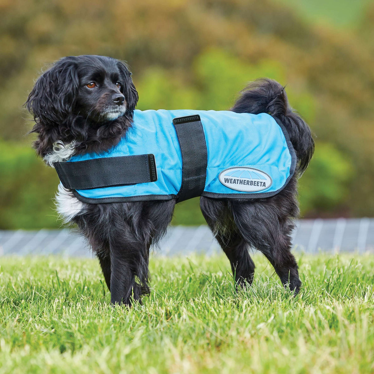 Weatherbeeta Kühldecke Therapy-Tec für Hunde Blau