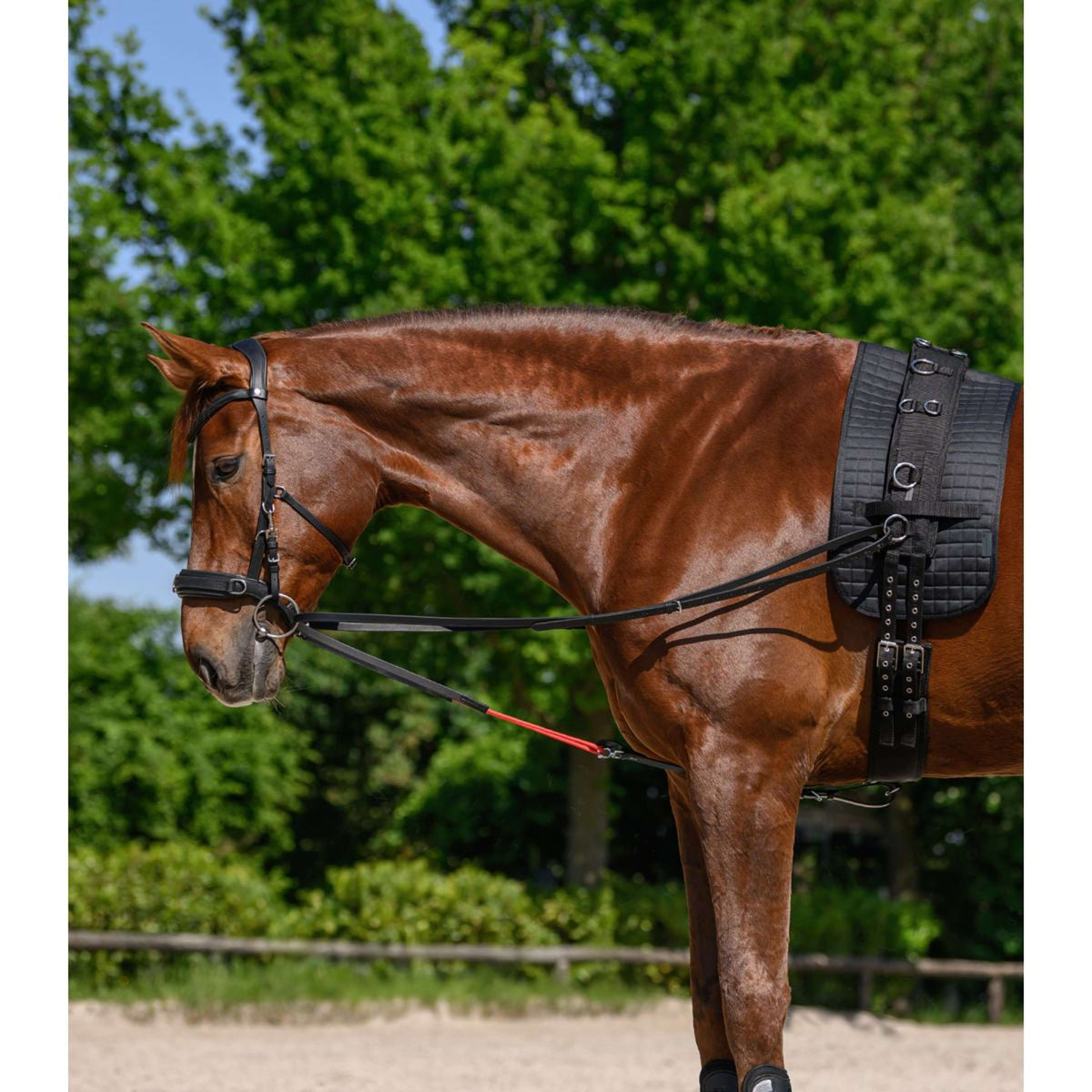 Waldhausen Zügel W-Train