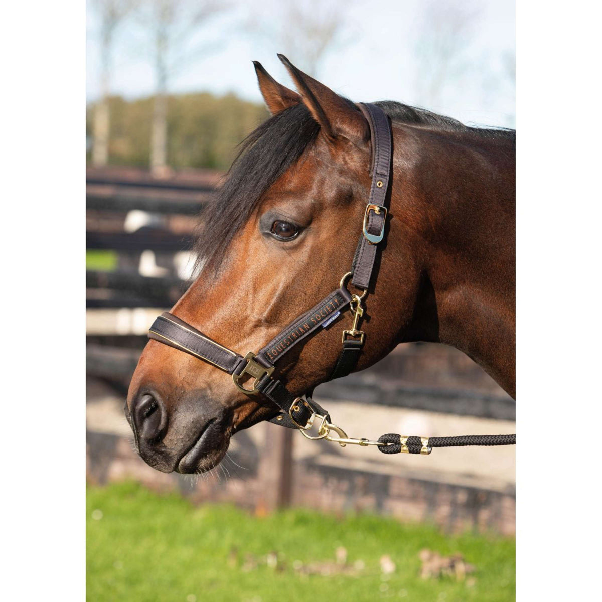 Harry's Horse Halfterset Kirchberg Jet Black